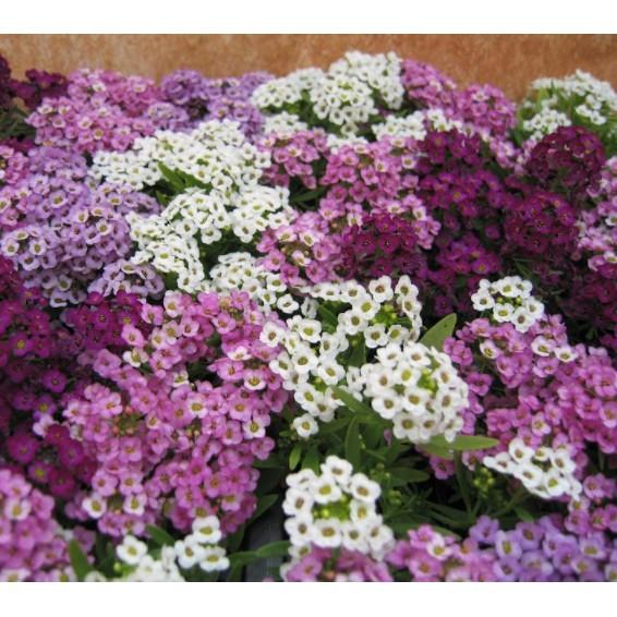 100hạt giống hoa ngàn sao siêu bông nhiều màu