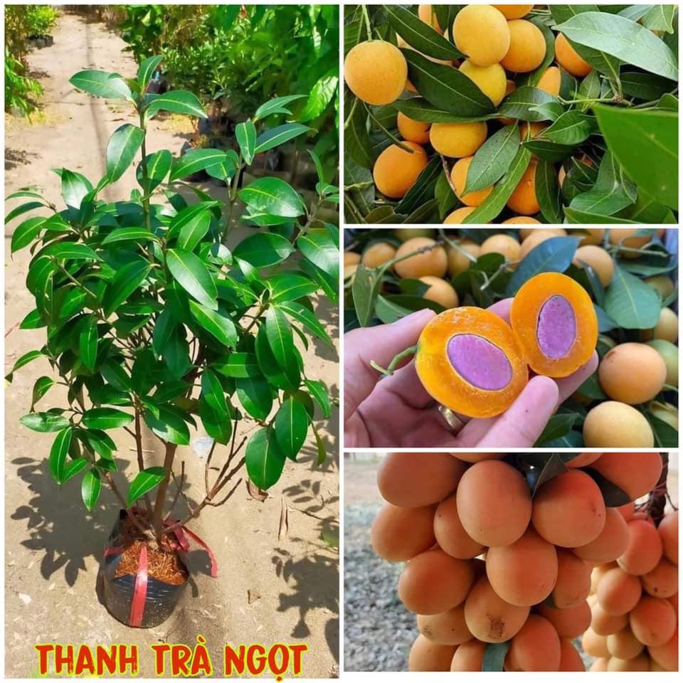 Cây giống Thanh Trà . .