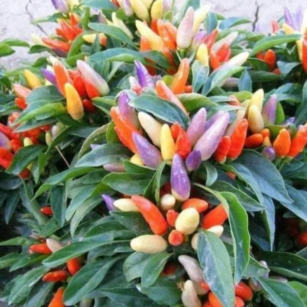 Sản phẩm ỚT NGŨ SẮC