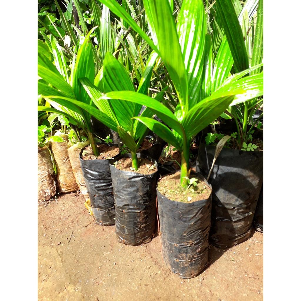 COMBO 10 CÂY GIỐNG CAU LAI