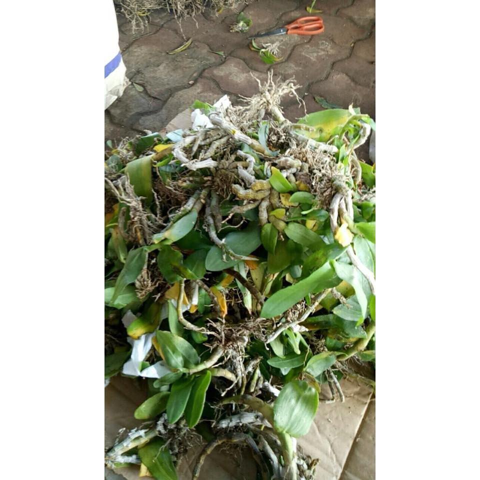 Hoa lan Hoàng Thảo Trầm 6 cánh