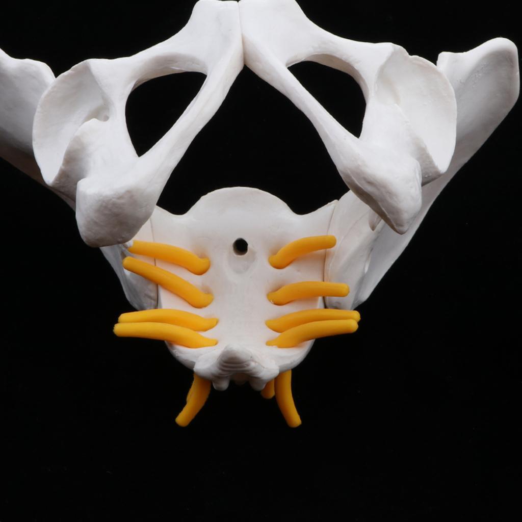 Model - Small Size Female  Skeleton  Model
