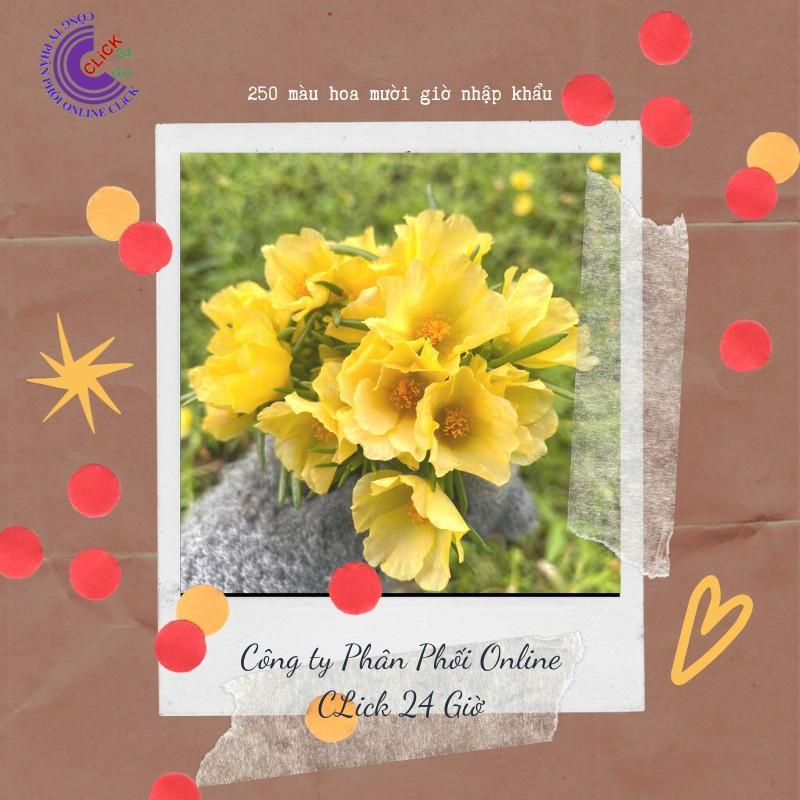 1 Ký Cành Giống Hoa Mười Giờ Màu VÀNG Thái Đơn Nhập Khẩu Dễ Trồng Siêu Siêng Hoa Hoa Mười Giờ Bonsai & Phụ Kiện