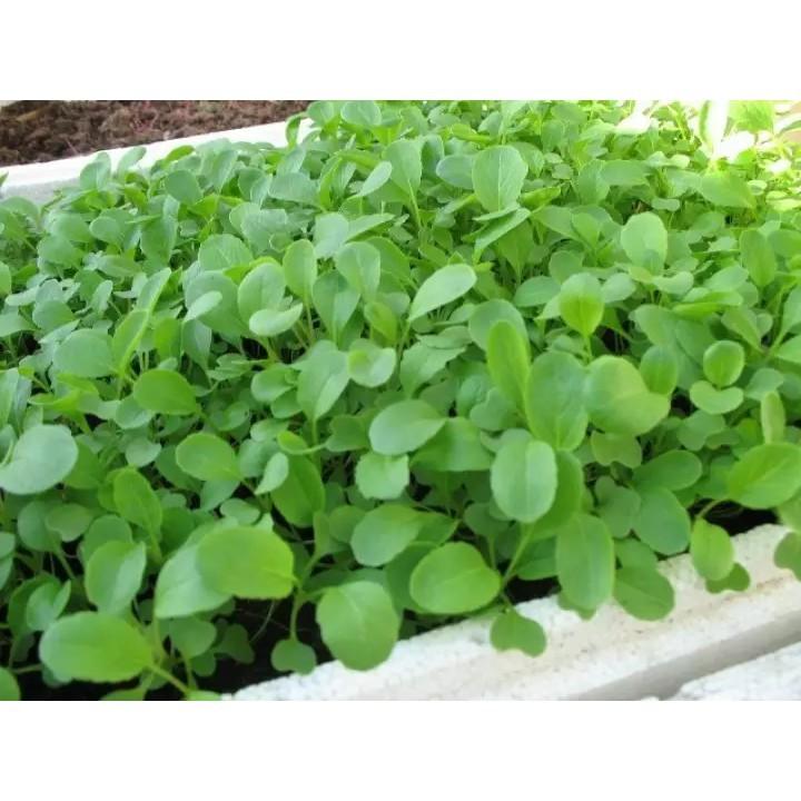 Hạt Giống Cải Bẹ Xanh Ăn Non Năng Suất Cao, Nhanh Thu Hoạch 20Gr - Phú Nông Seeds