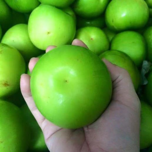 CÂY GIỐNG TÁO ĐẠI SIÊU NGON SIÊU QUẢ DÒNG QUẢ SỚM- CAM KÊT GIỐNG CHUẨN F1