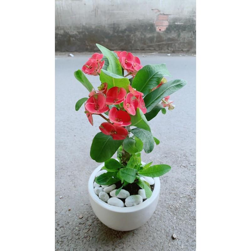 Chậu Xương Rồng Bát Tiên