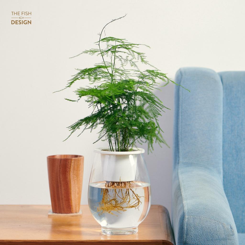 Bình thuỷ tinh trồng cây thuỷ sinh làm terarium dáng bầu