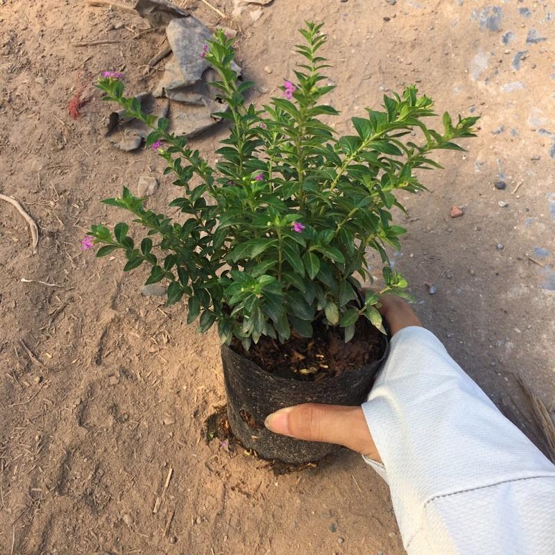 Cây hoa cẩm tú mai trồng bịch đen cao 10cm ,cây phát triển và ra hoa quanh năm ,trồng một lần dùng mãi mãi
