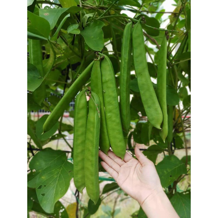Hạt giống đậu kiếm . Gói 10 hạt
