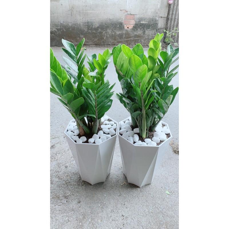 Chậu Cây Kim Phát Tài