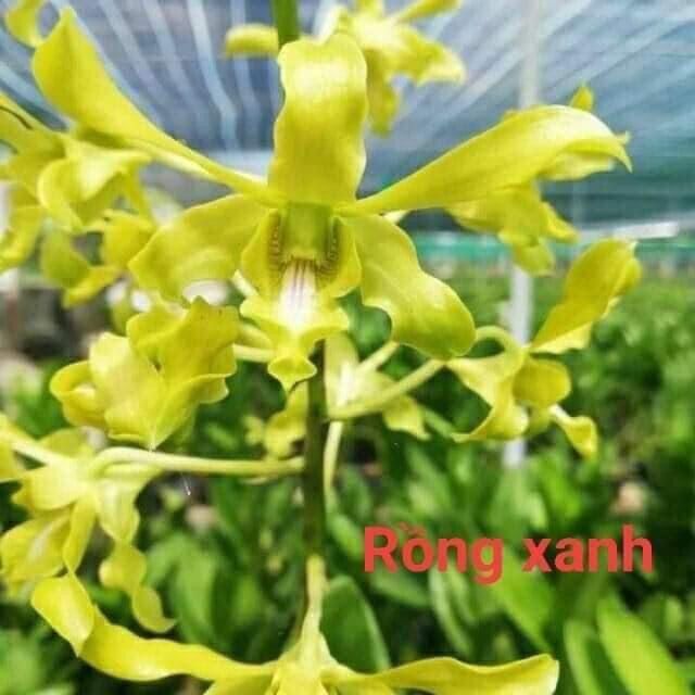 Cây hoa lan Denro Nắng rồng xanh