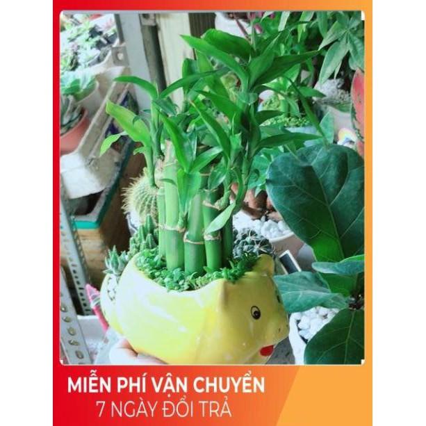 Chậu Trúc Phát Tài