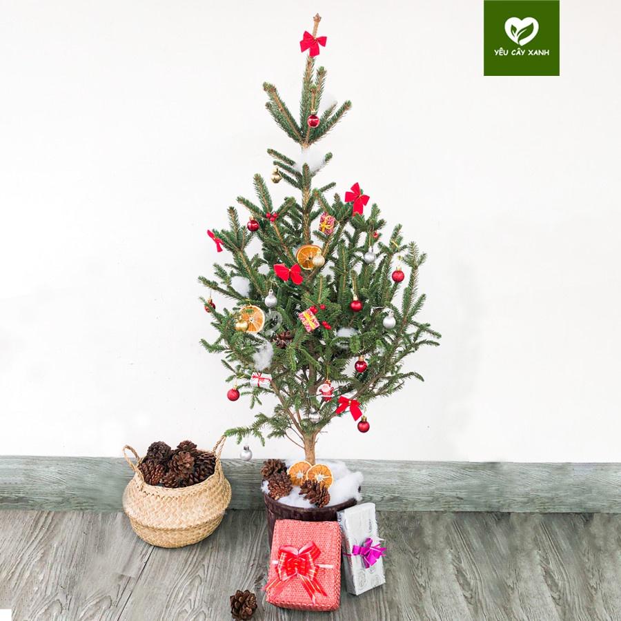 Cây Sơn Tùng Noel, Cây Thông Thật Giáng Sinh + TẶNG kèm giấy Kraft khổ lớn trang trí cây mùa giáng sinh