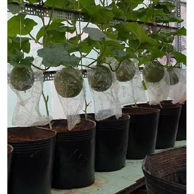 Hạt giống dưa lưới xanh