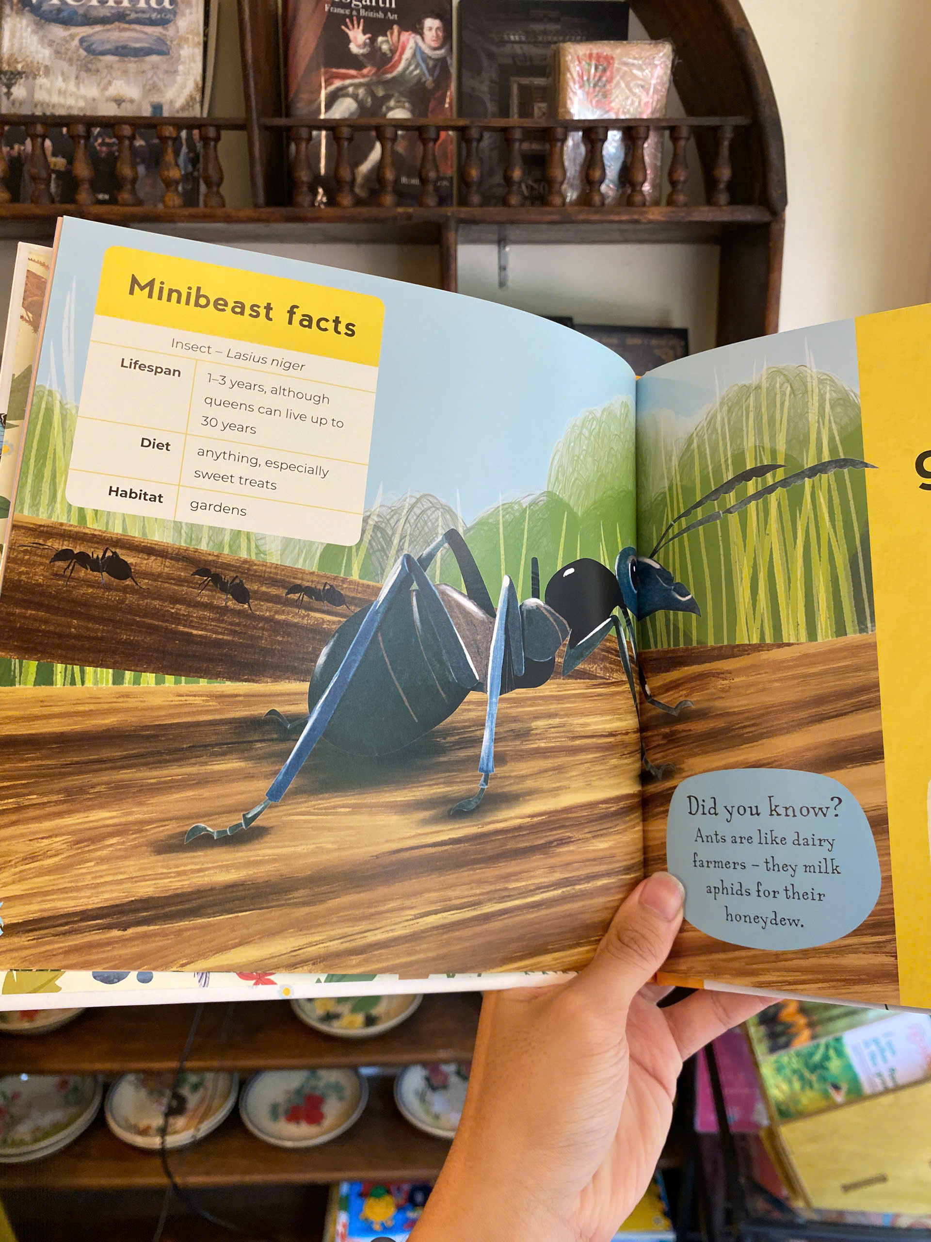 Sách - My First Book of Minibeasts by Zoe Ingram | Children's Picture Book - Nature Science Book