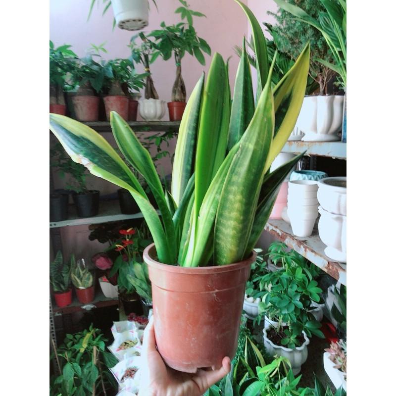 Lưỡi Hổ Hoàng Kim