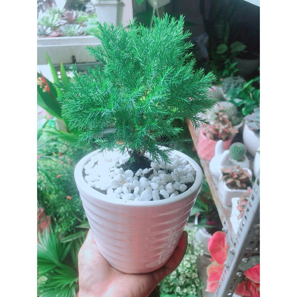 Chậu Tùng Bồng Lai