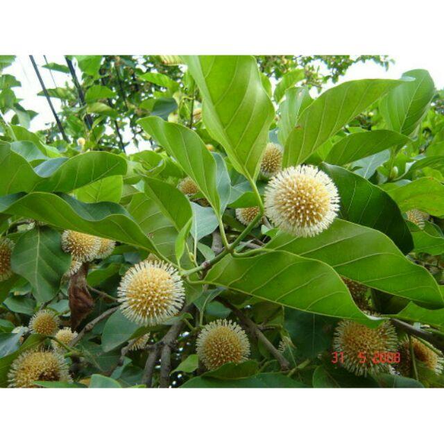 1 KG HẠT GIỐNG CÂY GÁO VÀNG