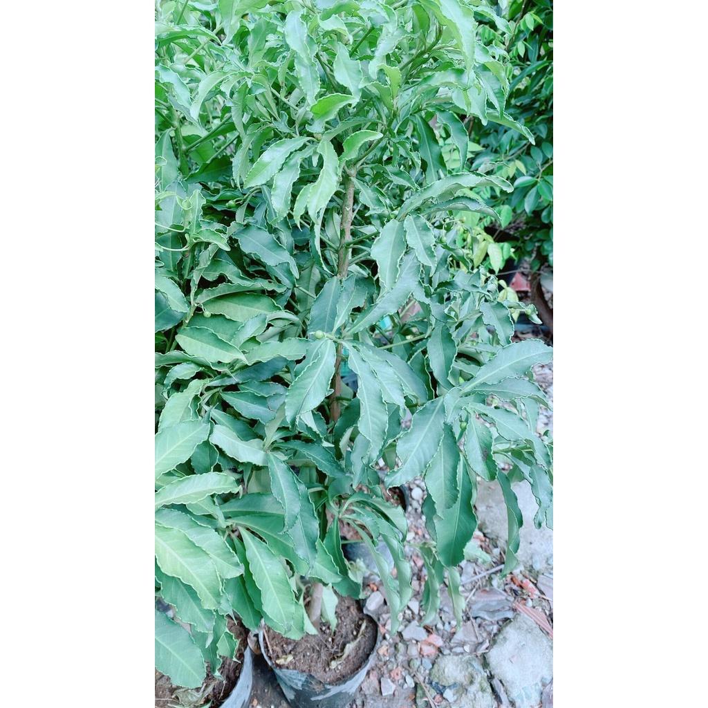 Cây Kim Ngân Lượng