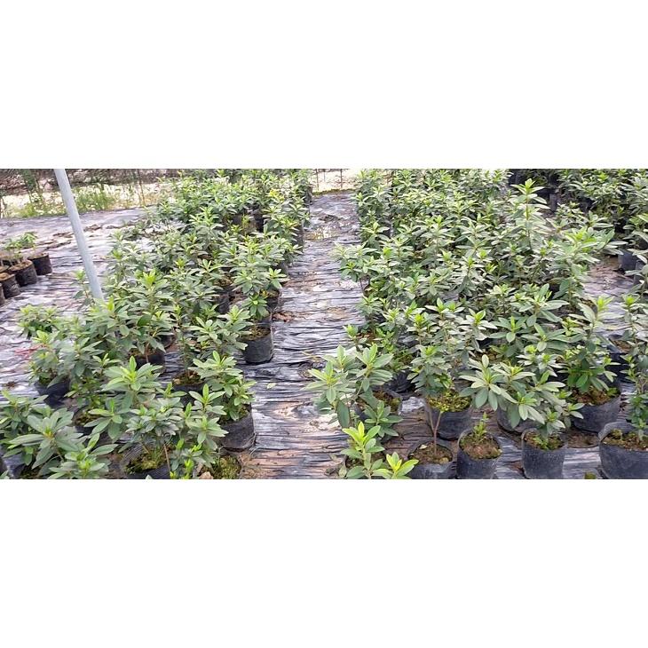 Cây giống hoa đỗ quyên lá to - cây to