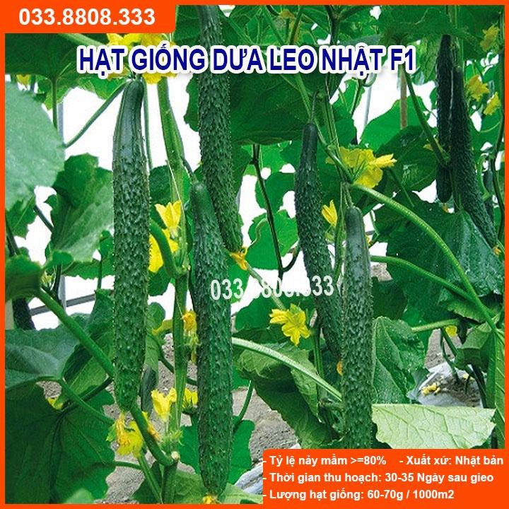 Hạt giống Dưa Leo Nhật F1 – 10gram - Dưa Siêu Quả Dài Năng Suất Tốt