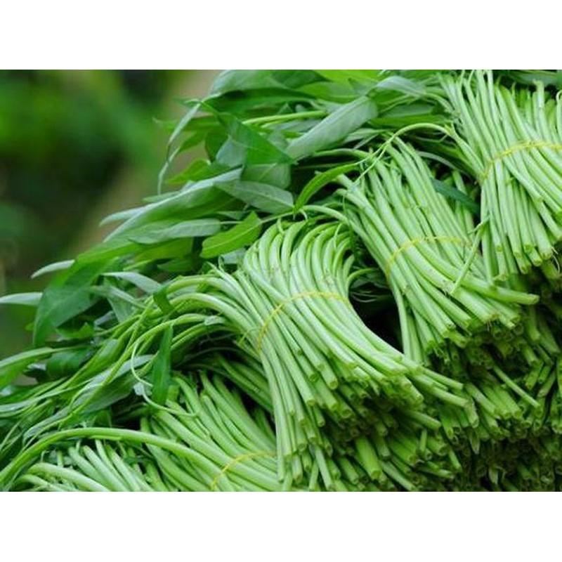 Hạt Giống Rau Muống cao sản