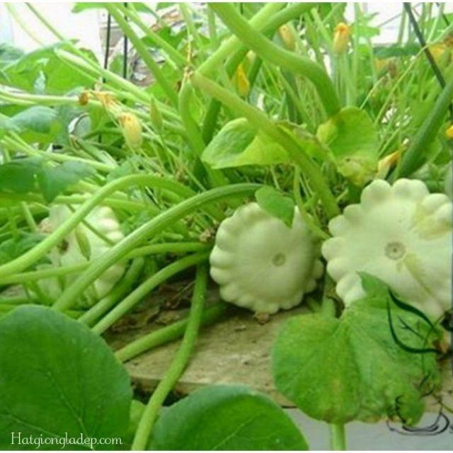 Hạt Giống Bí Đĩa Bay - 10 Hạt