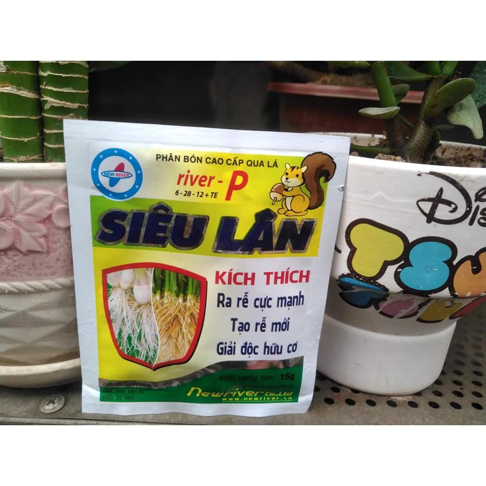 SIÊU LÂN - Kích ra rễ mới