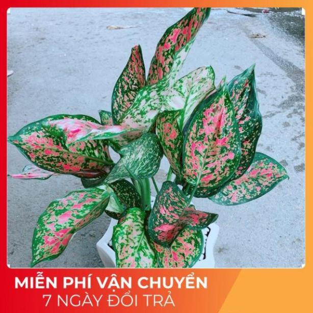 Chậu Vạn Lộc