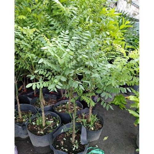 CÂY GIỐNG CÂY HOA HÒE ,CAM KẾT GIỐNG CHUẨN F1 - CGCHHHH