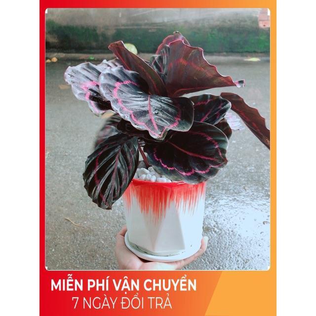 Chậu Đuôi Công Tím