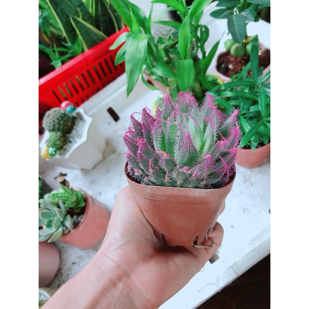 Chậu kim cương dạ quang