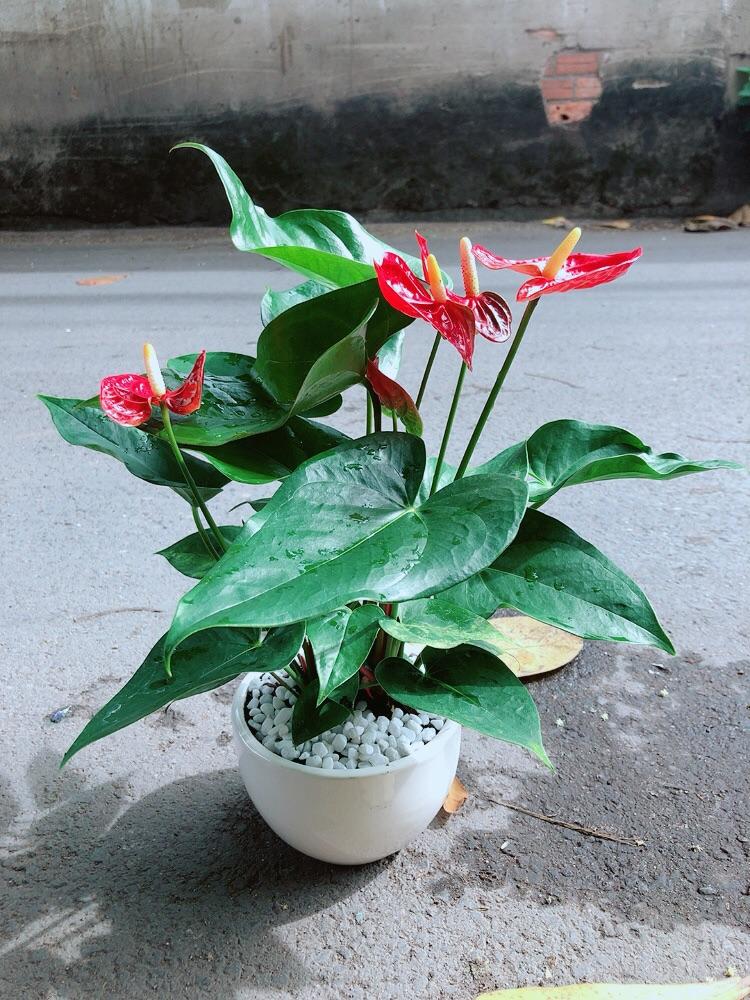 Chậu Cây Hồng Môn