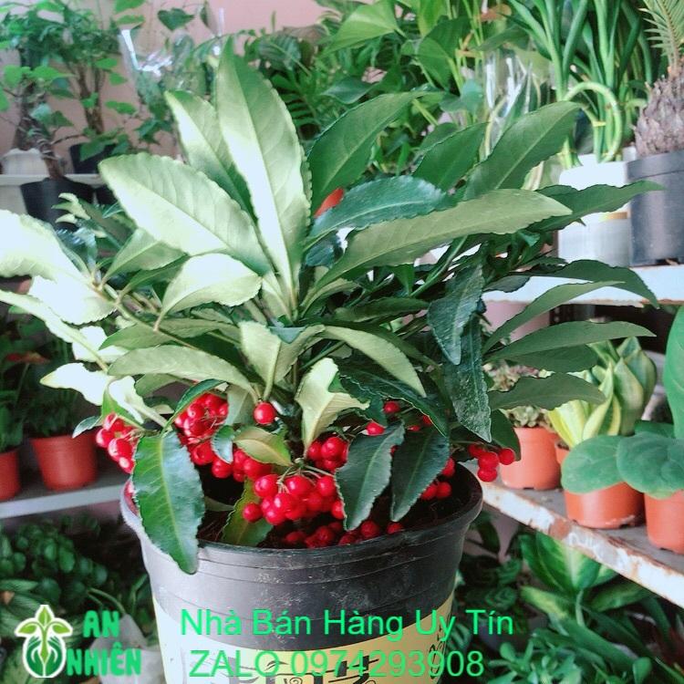 Kim Ngân Lượng Mẫu Để Bàn