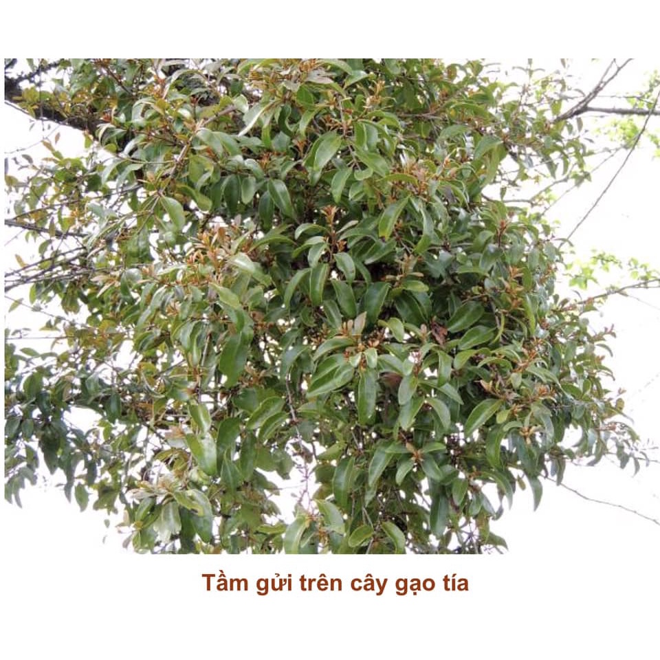 Cây giống Gạo Tía
