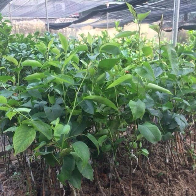 Cây giống lê vàng