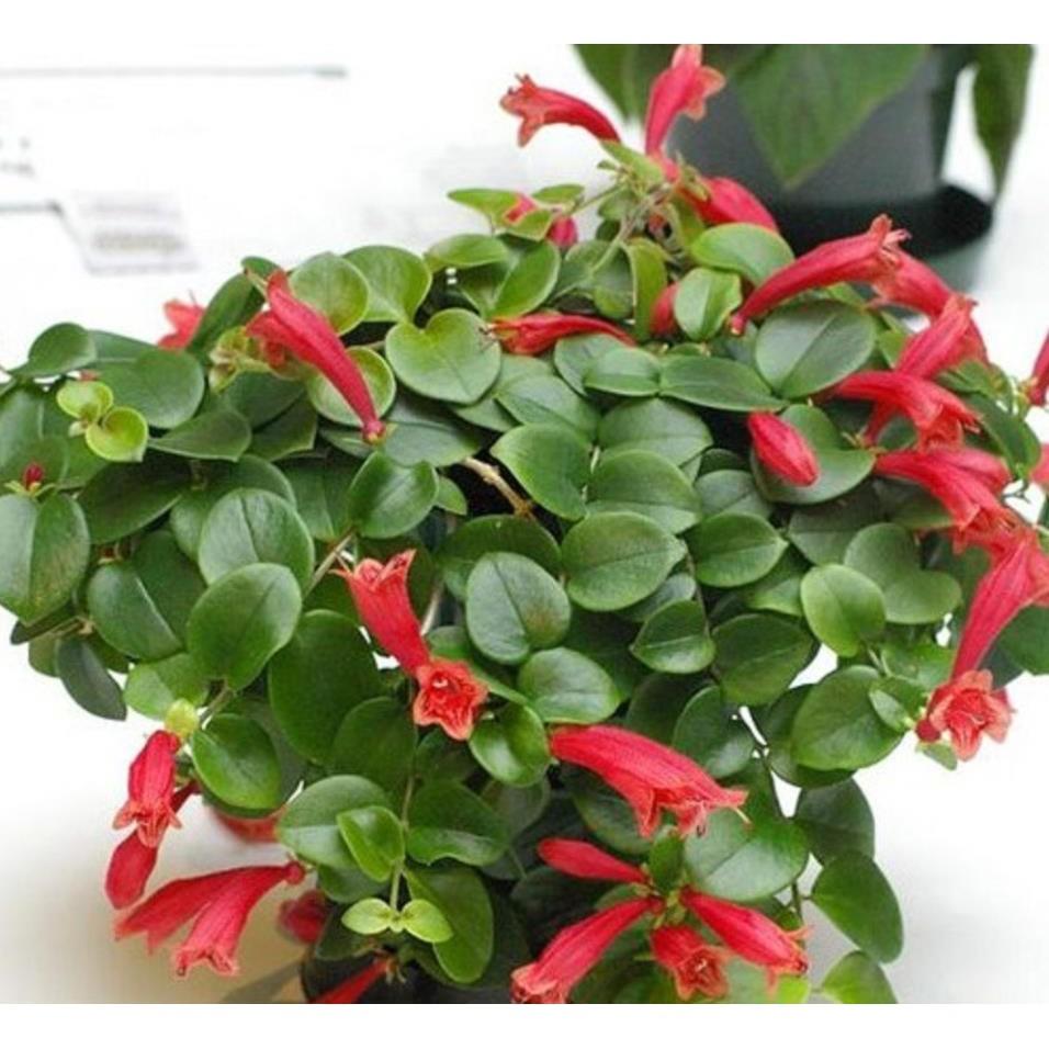 CÂY Hoa son môi hoa đẹp - Độc Đáo cho không gian nhà bạn
