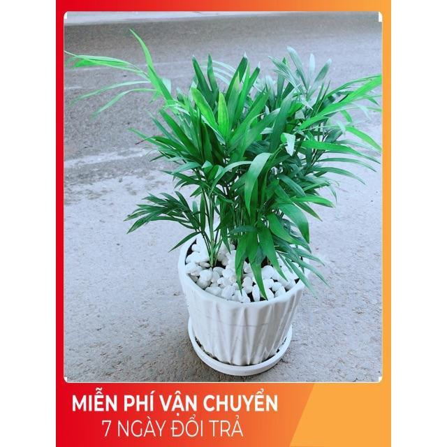 Chậu Cây Cau Tiểu Trâm