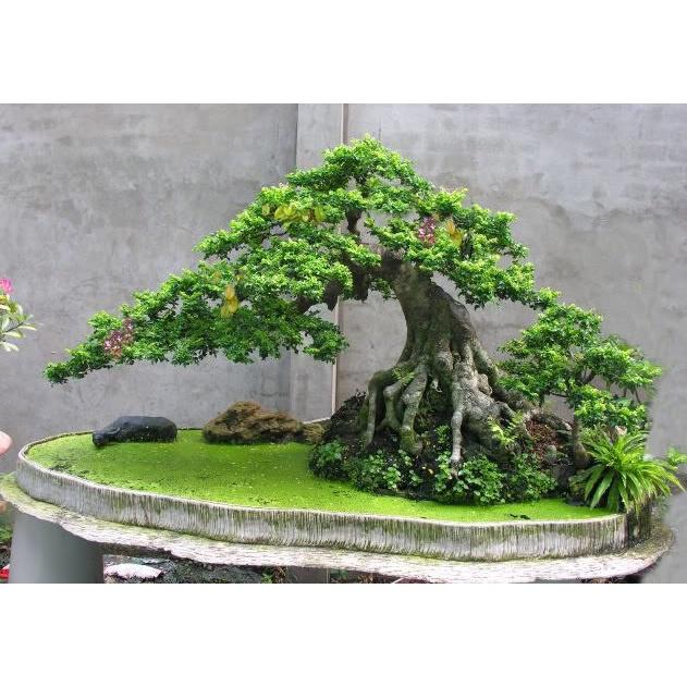 CÂY GIỐNG CẦN THĂNG *