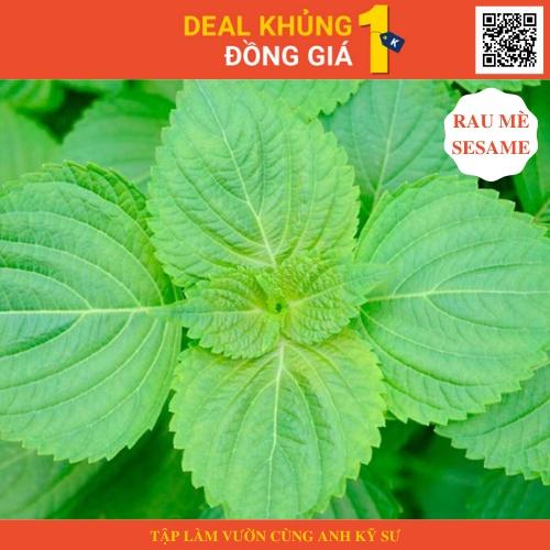 Gói 10 Hạt giống rau thơm mè Sesame Hàn Quốc - Làm vườn cực dễ cùng anh kỹ sư