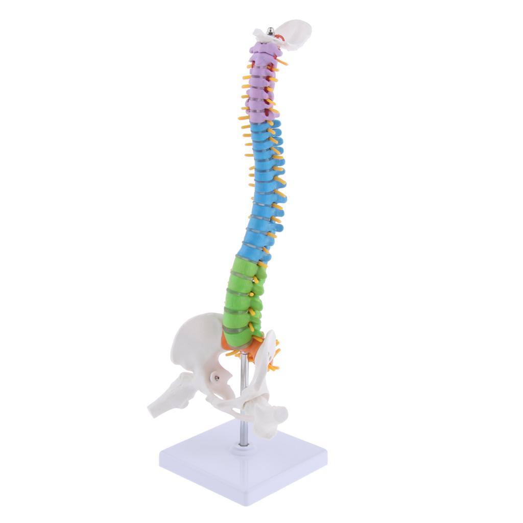 Human Vertebral Column with Pelvis Skeleton Model Medical Anatomical Spine