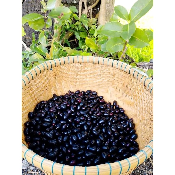 CÂY GIỐNG TRÂM GỐI LÙN TỨ QUÝ