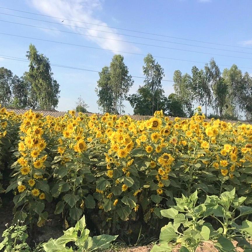 Hạt giống Hoa Hướng Dương Tháp RD926 gói 2gr - Siêu bông