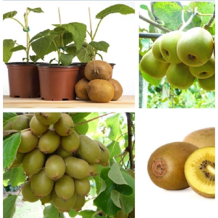 Hạt giống cây ăn trái kiwi-Gói 30 hạt/tặng kèm gói phân bón lót