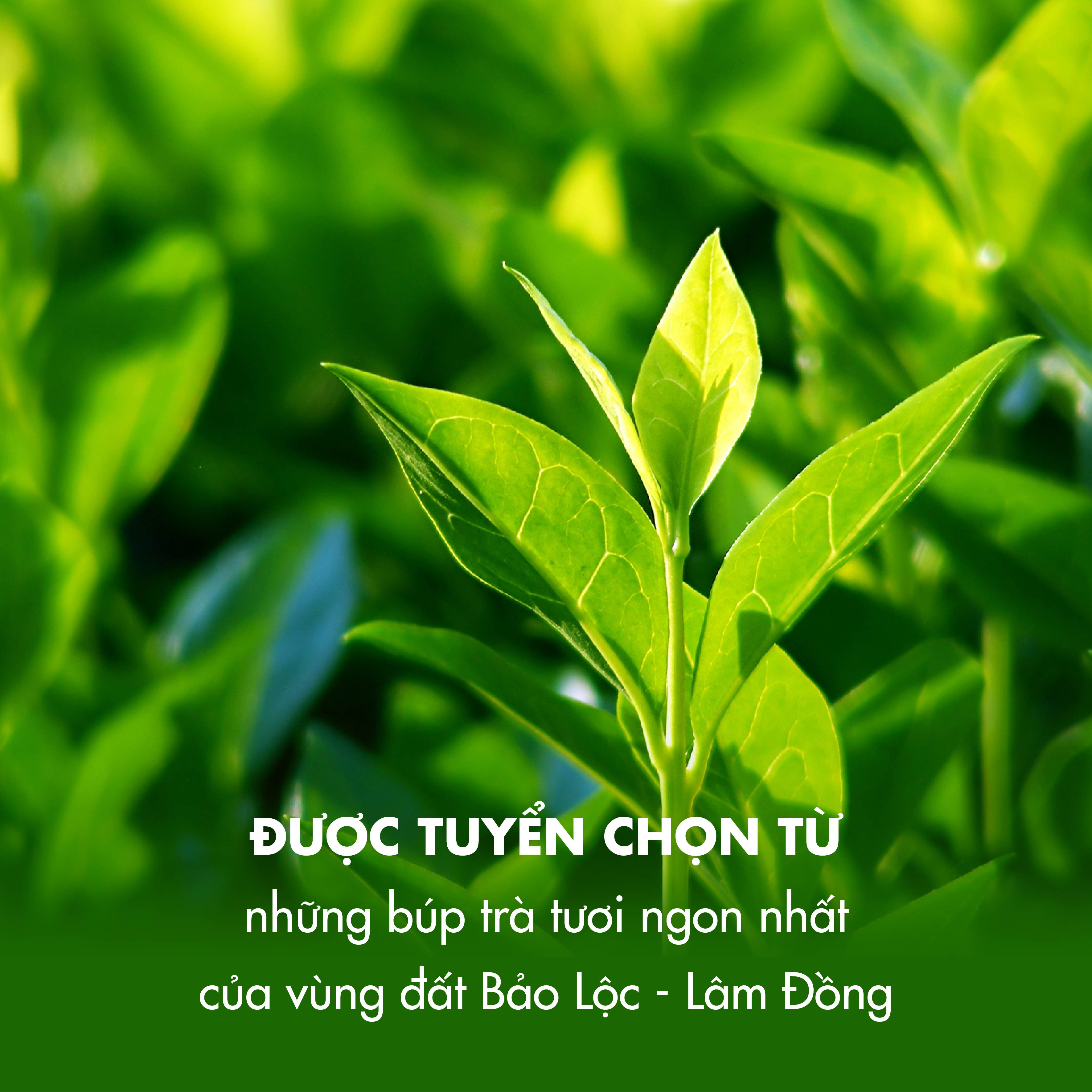 GÓI DÙNG THỬ 10G Trà Xanh Thái Nguyên Dotea - Hương vị chát đượm ban đầu hậu ngọt rõ ràng - Trà xanh, trà Thái Nguyên
