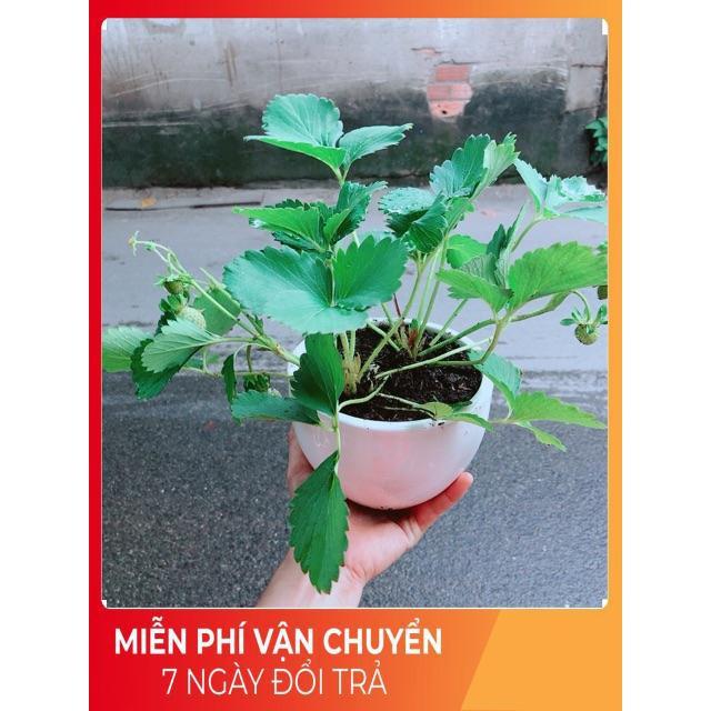 Chậu Dâu Tây