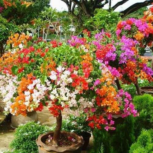 Cây hoa giấy