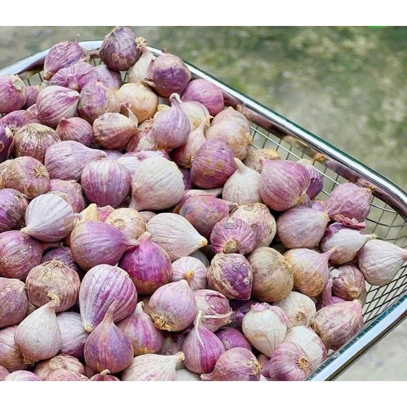 Tỏi cô đơn 1 kg. Đặc sản tỏi cô đơn, tỏi 1 nhánh size vừa