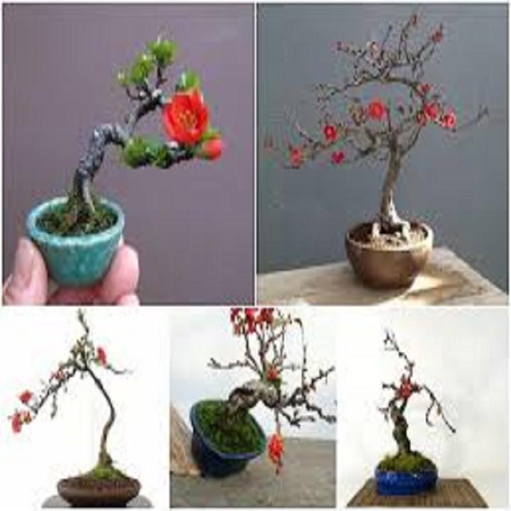 Mai Đỏ bonsai TỨ QUÝ CHẬU HOA QUANH NĂM SIÊU ĐẸP