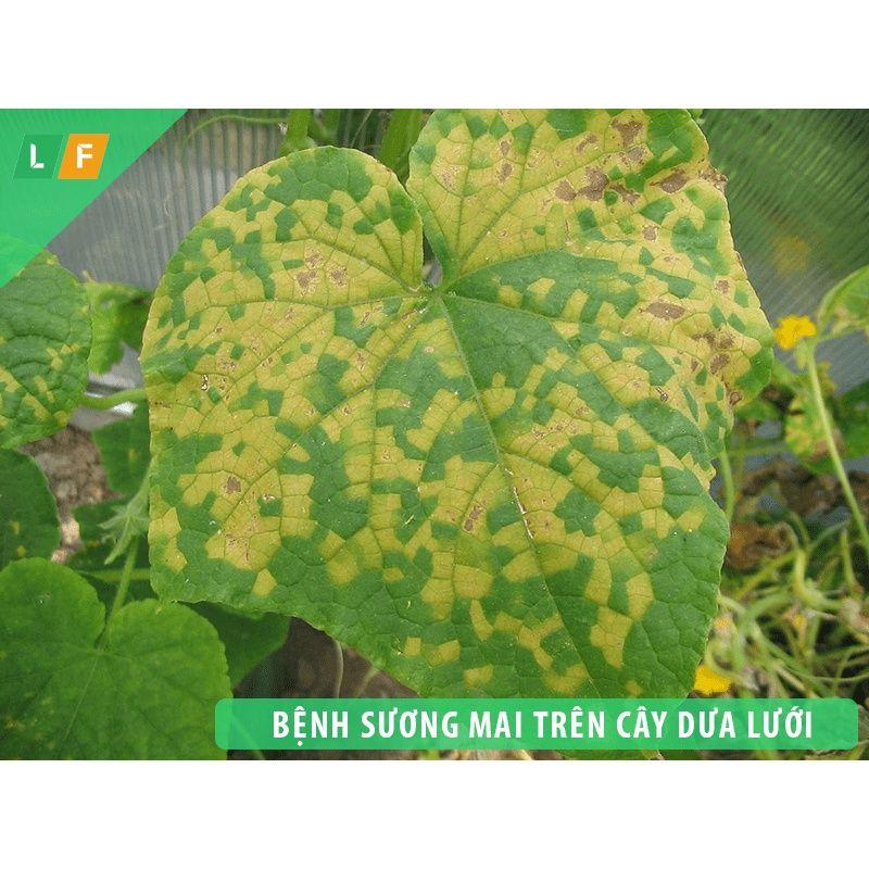 Thuốc trừ nấm bệnh Man gold 40g. Trị vàng lá, sương mai, đốm lá. Màu vàng nhạt không bẩn lá, hoa quả